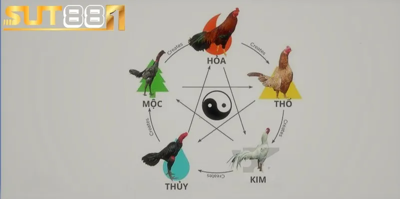 cach xem mau mang ga da theo ngay nen dua vao ngu hanh