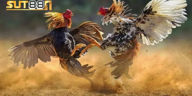 mot vai luu y khi xem da ga